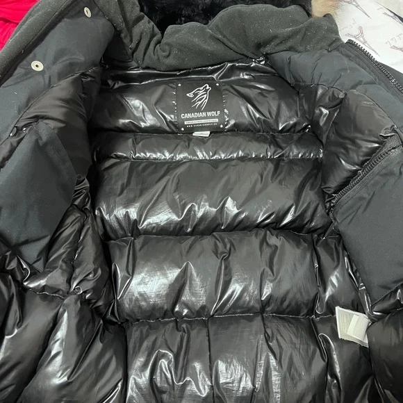 Canadian Wolf - Picture 3 of 3